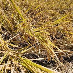 【終了】🌾新米😊ヒノヒカリ🚜③