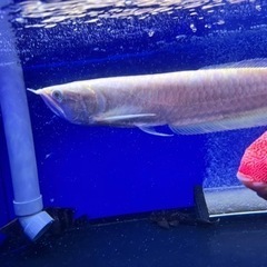 証明書ありアルビノシルバーアロワナ   大型魚　大型水槽　熱帯魚