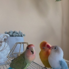 【一旦募集を〆切ります】コザクラインコちゃんとボタンインコちゃん...