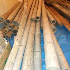 白竹 乾燥4~５年 10本以上あります。竹細工にいかがですか？