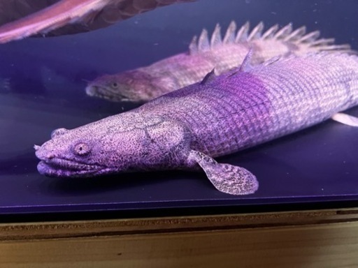 古代魚セット