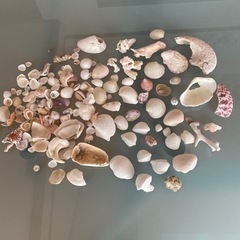 貝殻色々