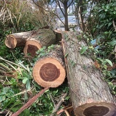 杉の木　スギ　丸太　木材　材木　薪　DIY