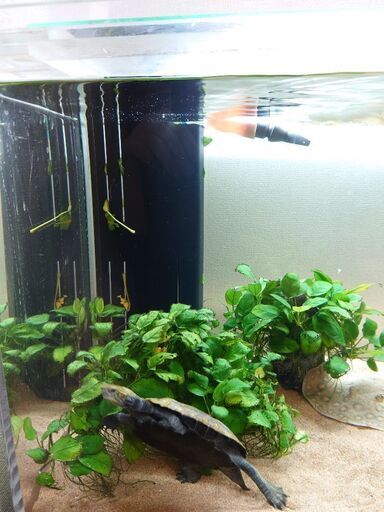 アクリル150センチ オーバーフロー水槽 150×45×45 - その他 