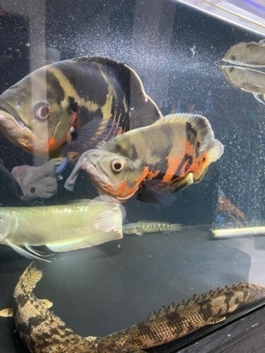 ワイルド　オスカー　熱帯魚　大型魚
