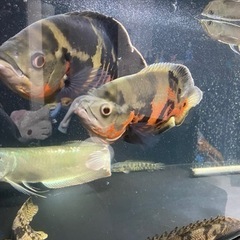 ワイルド オスカー 熱帯魚 大型魚