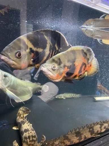 ワイルド　オスカー　熱帯魚　大型魚