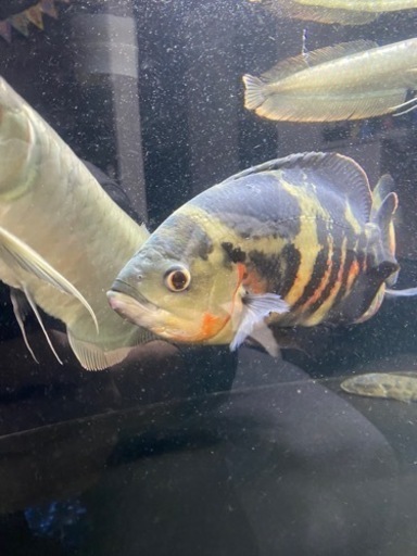 ワイルド　オスカー　熱帯魚　大型魚