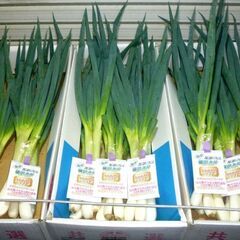 🥬【新鮮野菜】栄養が4倍　榛沢深谷ネギ8本組100円　1/19（木）