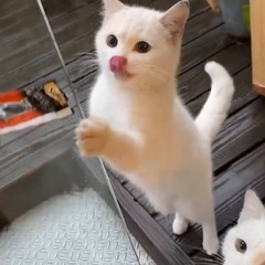 美容院に通う兄弟猫♡白猫♡