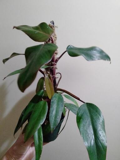 観葉植物　フィロデンドロン　ストロベリーシェイク　斑入り
