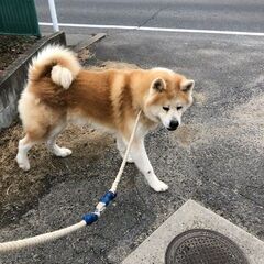 秋田犬オス９歳