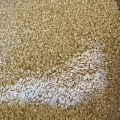 令和4年産　減農薬ヒノヒカリ玄米30キロ
