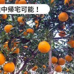 【日払い】【単発1日〜OK！】愛媛県宇和島市吉田町で柑橘収穫のお...