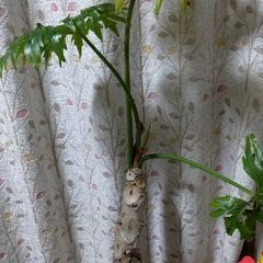 ☆特売 希少 レア 観葉植物 木化 大きいです 早い者勝ち☆