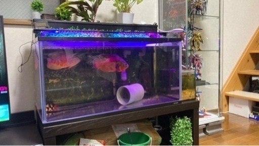 90cm水槽 生体込みフルセット