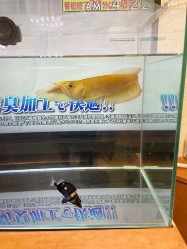 アルビノシルバースーパーショートボディ