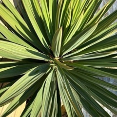 ユッカグロリオサ 葉幅約110cm ユッカグロリオサ 葉幅約110cm