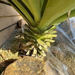 ユッカグロリオサ 葉幅約110cm