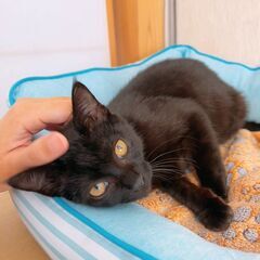 なんとも可愛い黒猫イギー❣❣ - 生駒市