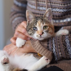 おっとり三毛猫こゆきちゃん