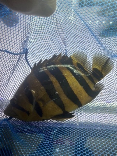 熱帯魚