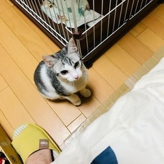 美猫の「ミオ」ちゃん❤️ - 猫