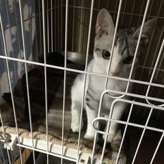 美猫の「ミオ」ちゃん❤️ − 沖縄県