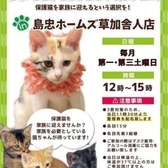 【保護猫譲渡会 in 島忠ホームズ草加舎人店　】