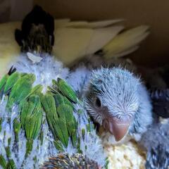 オキナインコ、サザナミインコ入りました。