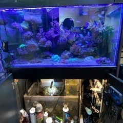 90cmオーバーフロー水槽セット　生体込み