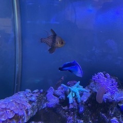 愛知県 一宮市の海水魚の中古が安い！激安で譲ります・無料であげます ...