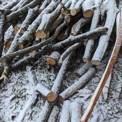 桜 他広葉樹 細木 軽トラ4台以上まとめ売り