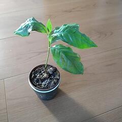 【間もなく締切】コーヒー豆 観葉植物