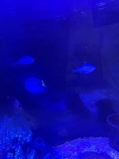詳細記載しました)海水魚 買い取ってくれる方探してます