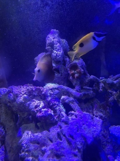 詳細記載しました)海水魚 買い取ってくれる方探してます