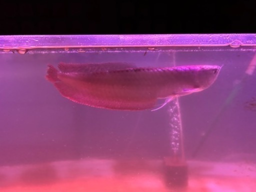 アロワナ他 900水槽