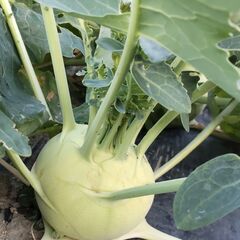 コールラビ（西洋野菜）収穫体験