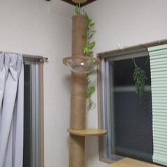 いいね沢山ありがとうございます「希望引き取り日ご連絡下さい」セール！キャットタワー