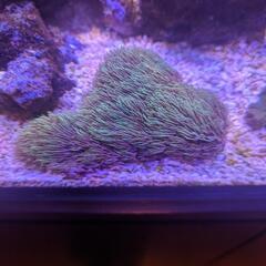 【ネット決済】サンゴ　スターポリプ　12センチくらい