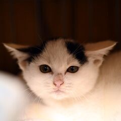 ４カ月の仔猫 ノリちゃん里親募集しますの画像