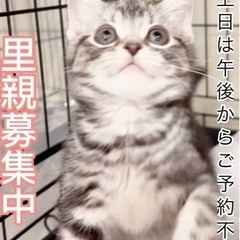 アメショー子猫　可愛い❣️アゴはネコ　JR代々木駅西口　徒歩１分...