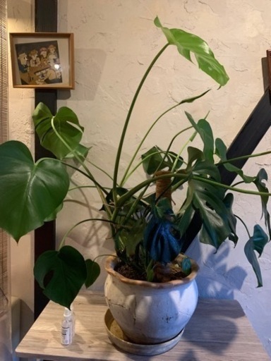 モンステラ　観葉植物　鉢・支柱付