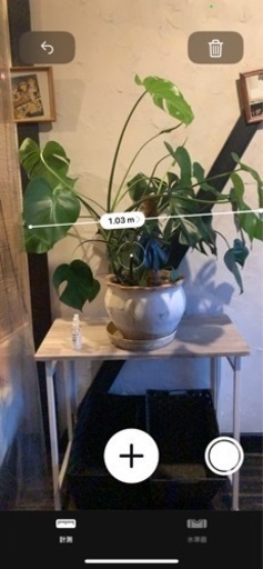 モンステラ　観葉植物　鉢・支柱付