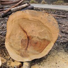 楠木 クスノキ 原木 丸太