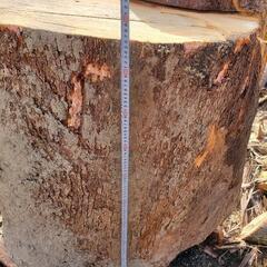 楠木 クスノキ 原木 丸太