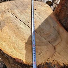 楠木 クスノキ 原木 丸太