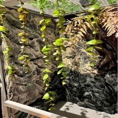 爬虫類アルミゲージ