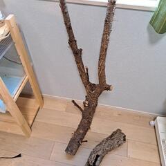 訳あり】特大樹上棲爬虫類ケージセット