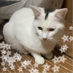 ⚽️🧸　白多めなキジ白の仔猫　🧸⚽️譲渡
